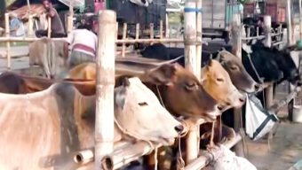 খুলনা বিভাগে বসছে ১৭০টি পশুর হাট, উঠতে শুরু করেছে পশু