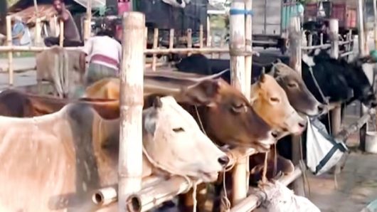 খুলনা বিভাগে বসছে ১৭০টি পশুর হাট, উঠতে শুরু করেছে পশু