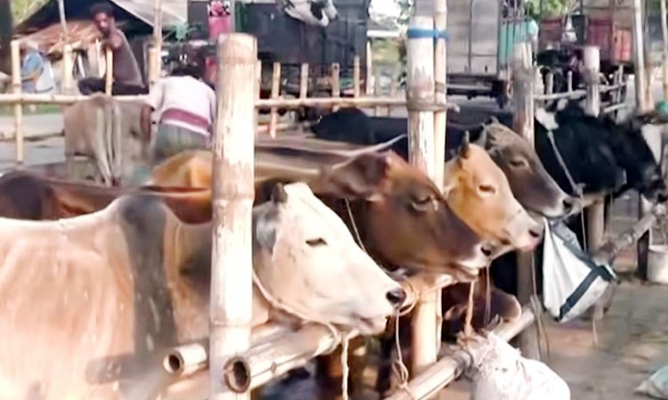 খুলনা বিভাগে বসছে ১৭০টি পশুর হাট, উঠতে শুরু করেছে পশু