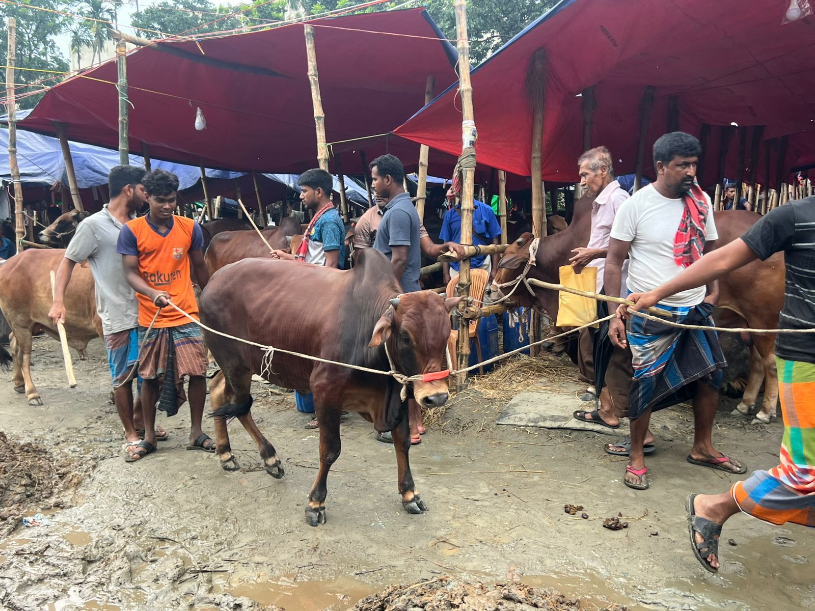জমে উঠেছে রাজধানীর পশুর হাট, বাড়ছে ক্রেতা-বিক্রেতার ভিড়