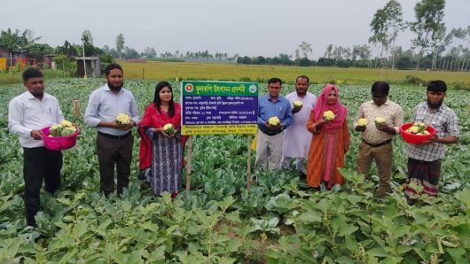 দিনাজপুরে আধুনিক কৃষি পদ্ধতি ব্যবহারে গ্রীষ্মকালীন ফুলকপি চাষে সফল কৃষক